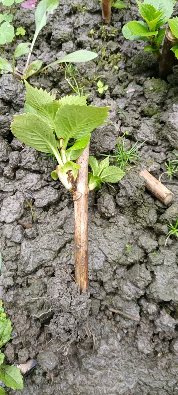 繡球八仙花