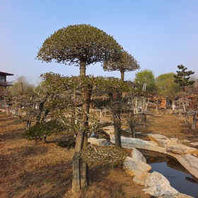 造型黑松.造型樸樹