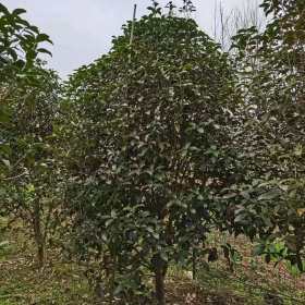 桂花/桂花苗圃苗價/桂花苗價/南京桂花苗價是多少錢一棵