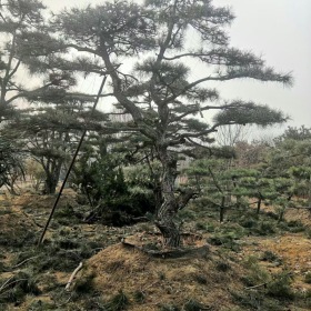 造型油松价格造型油松批发造型油松基地