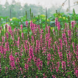 千屈菜基地 千屈菜价格   火棘苗木，黄栌  红栌苗木