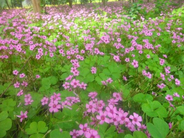 红花酢浆草