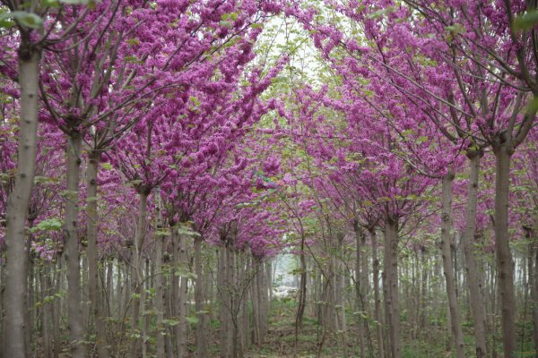 紫荊