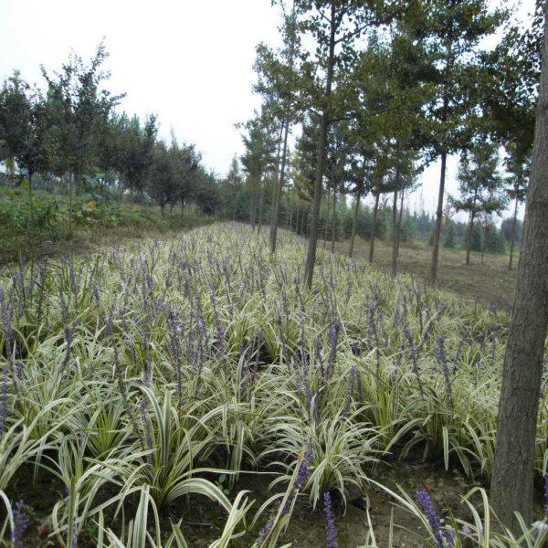 金边麦冬草