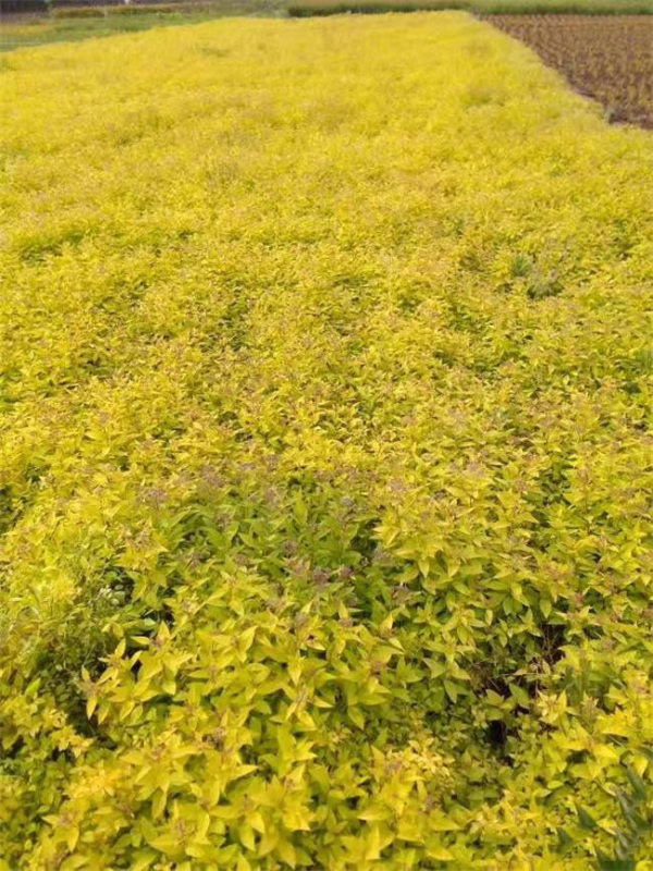 金山繡線菊