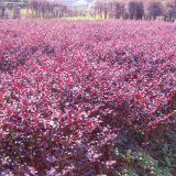 紅花繼木苗木、紅花繼木批發(fā)、