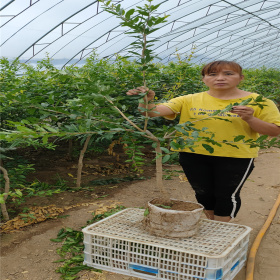 哪里买石榴树 石榴树苗价格 泰山红石榴树多少钱一颗