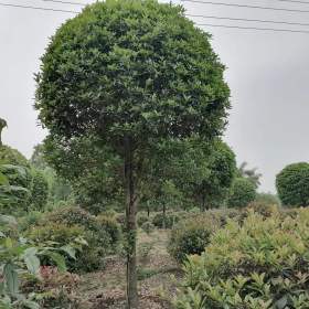 15公分八月桂基地 桂花价格 好货桂花