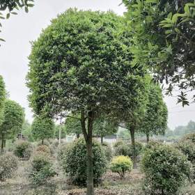 四川桂花苗圃基地直销八月桂 丹桂 金桂 朱砂桂