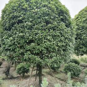 高杆桂花工程苗木基地 桂花产地 桂花价格