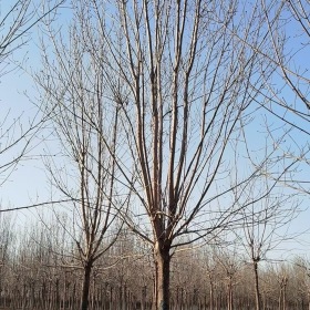 白蜡价格白蜡哪里便宜白蜡产地白蜡基地