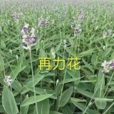 再力花哪里便宜再力花價格再力花圖片再力花基地