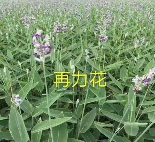 再力花