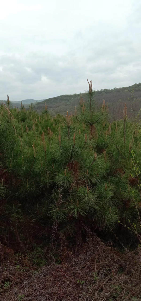 定植油松