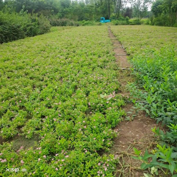 金焰繡線菊