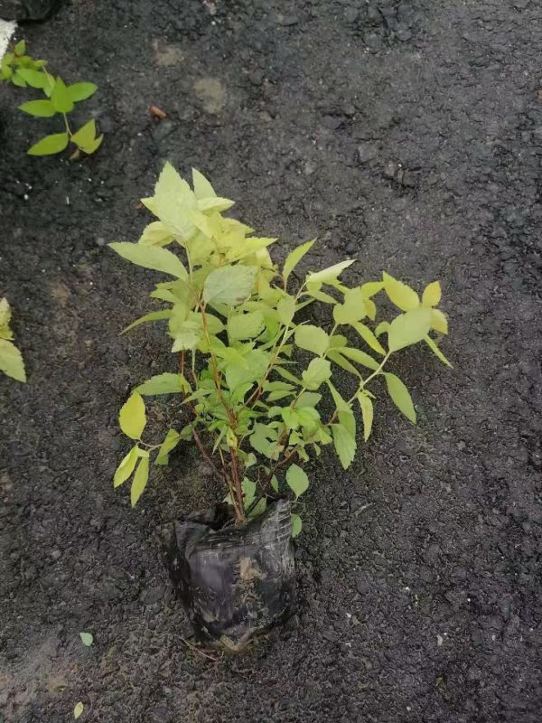 金山繡線菊