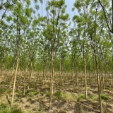 淑女國(guó)槐種植基地 5-6公分淑女國(guó)槐苗待售