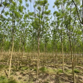 淑女国槐种植基地 5-6公分淑女国槐苗待售