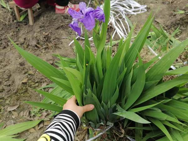 藍花鳶尾地苗