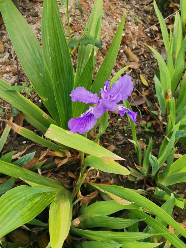 紫花鸢尾