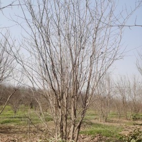 丛生巨紫荆价格丛生巨紫荆产地丛生巨紫荆基地哪里便宜