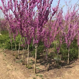 紫荆价格紫荆基地紫荆图片紫荆哪里便宜