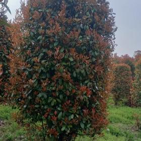 紅葉石楠柱基地價格是多少