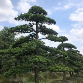 成都造型罗汉松盆景批发 景观造型罗汉松树 成都罗汉松苗木基地