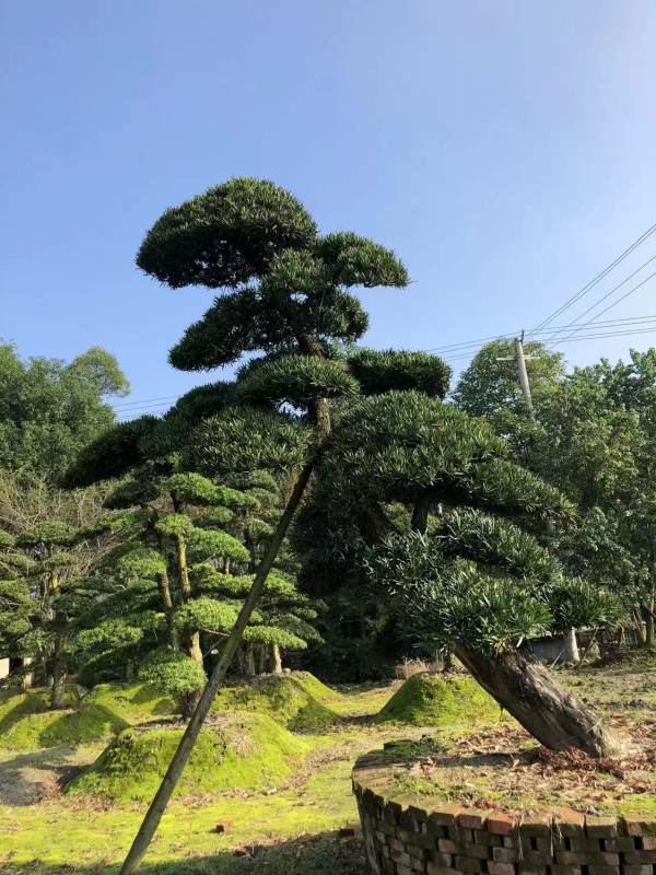 造型羅漢松