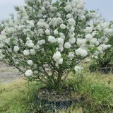 中華木繡球價格中華木繡球基地斗球基地