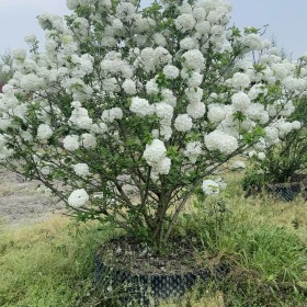 中华木绣球价格中华木绣球基地斗球基地