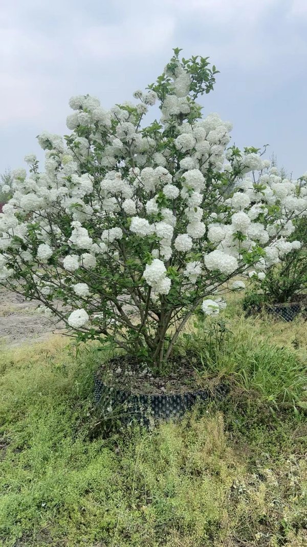 木繡球