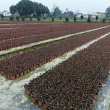 千鳥花批發(fā)基地供應(yīng) 紫葉千鳥花價格 千鳥花杯苗