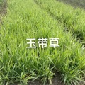 玉帶草價(jià)格 玉帶草基地 圖片