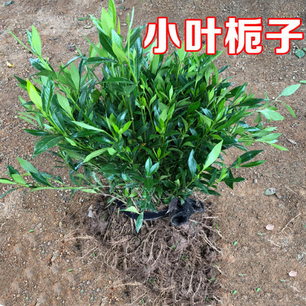 栀子花