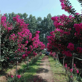 红花紫薇图片红花紫薇价格红花紫薇基地