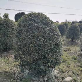 精品桂花球苗圃基地 成都桂花价格