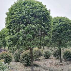 高分枝桂花基地 高杆桂花苗木价格 八月桂基地