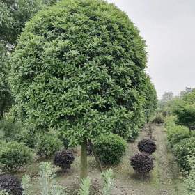 高杆桂花基地 丹桂苗圃直销出售 丹桂价格