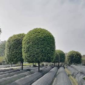 红桂花基地批发供应 高杆桂花 精品桂花价格