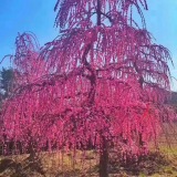 垂枝梅價(jià)格垂枝梅基地垂枝梅圖片垂枝梅產(chǎn)地