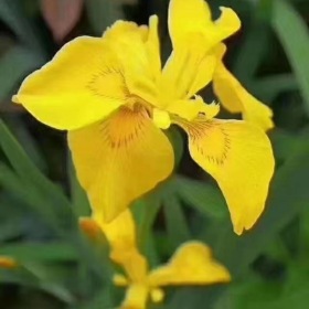 黄花鸢尾价格黄花鸢尾产地黄花鸢尾基地黄花鸢尾批发