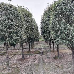 红桂花基地批发 桂花苗木价格 桂花出售产地