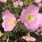 多年生宿根黃色/粉花月見草觀賞性強用途廣泛