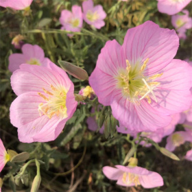 多年生宿根黄色/粉花月见草观赏性强用途广泛