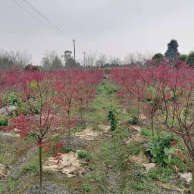 红枫工程绿化苗木基地批发 红枫价格