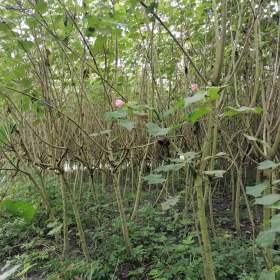 高杆木芙蓉基地 木芙蓉笼子 木芙蓉价格