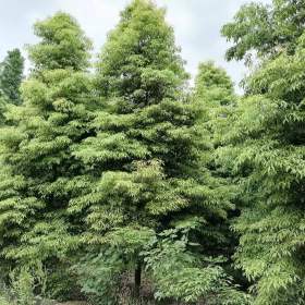 桢楠苗子基地直销中 小叶桢楠苗圃基地出售