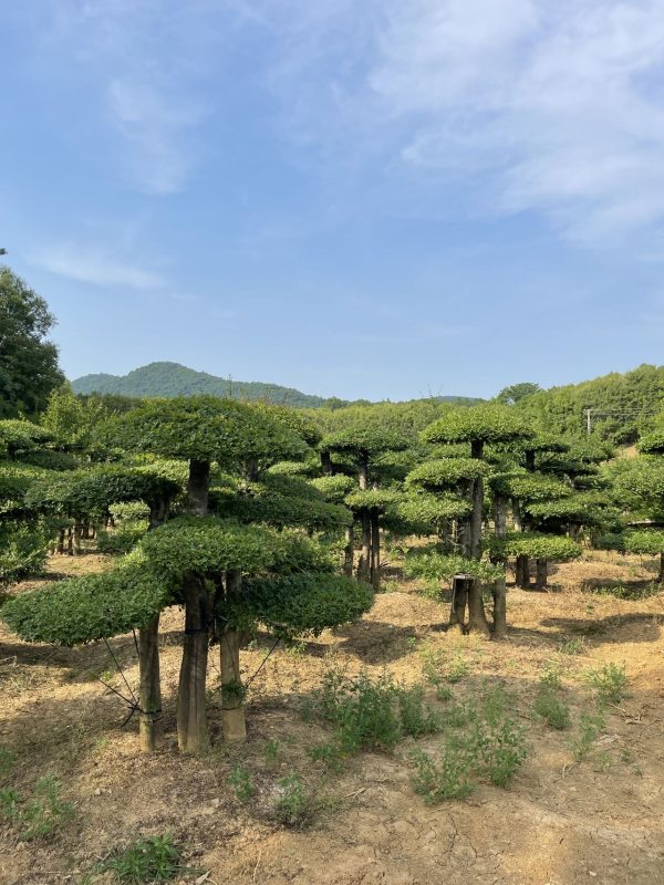 對節(jié)白蠟造型樹盆景