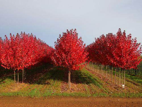 美國(guó)紅楓